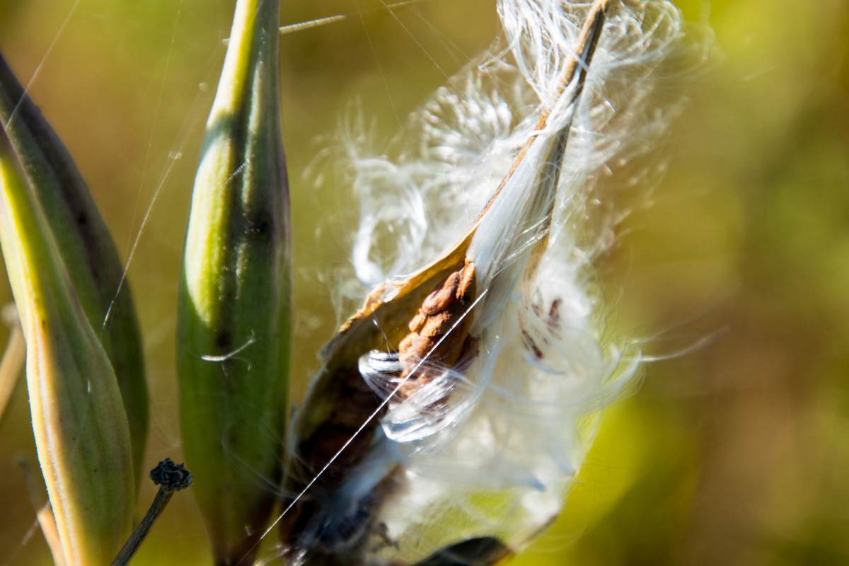 Releasing milkweed seeds from the pods with the fluff still attached also benefits monarch butterflies.  Photo by Karen Davis