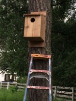 Installed as part of Lannea's Girl Scout Gold award project, this box provides nesting habitat for Screech Owls, Kestrels and Northern Flickers.