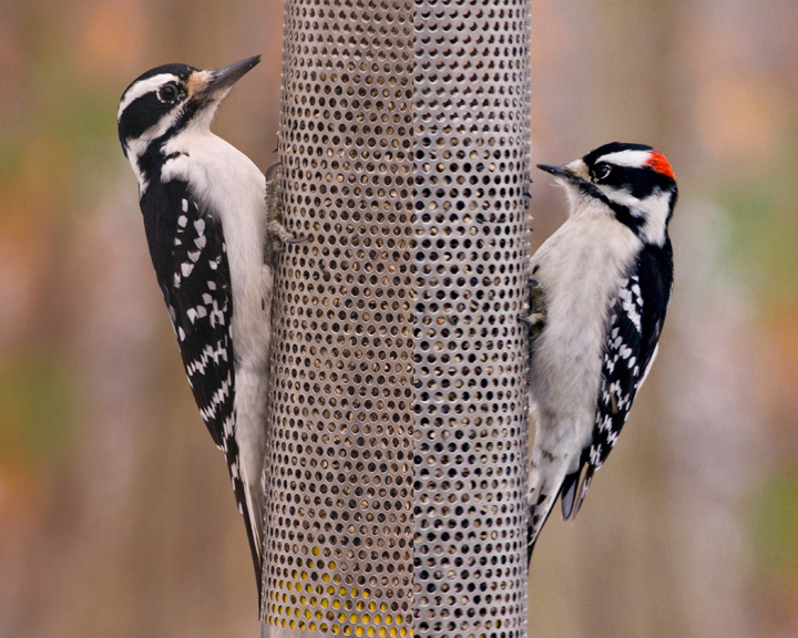 Hairy Woodpecker on left compared to Downy Woodpecker on the right.  Photos by Mary Nemecek