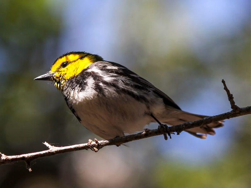 Golden-cheeked Warbler