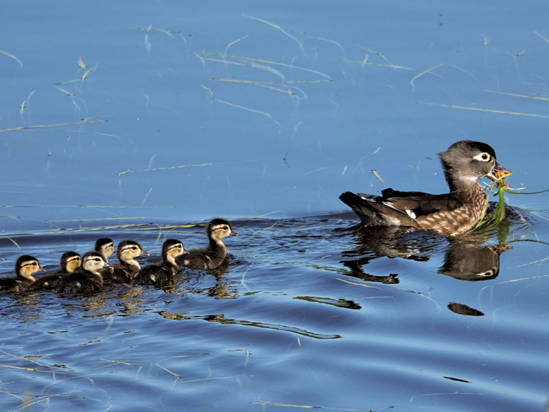 Wood Ducks