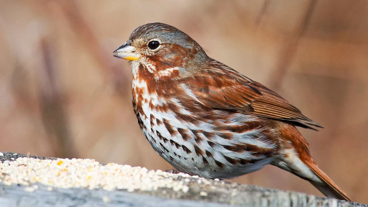 h_fox-sparrow_006_winter_maryland_briankushner_flickr_adult-red-form