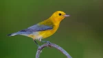 PROW is the scientific abbreviation for the Prothonotary Warbler. Photo by Lorraine Minns. 