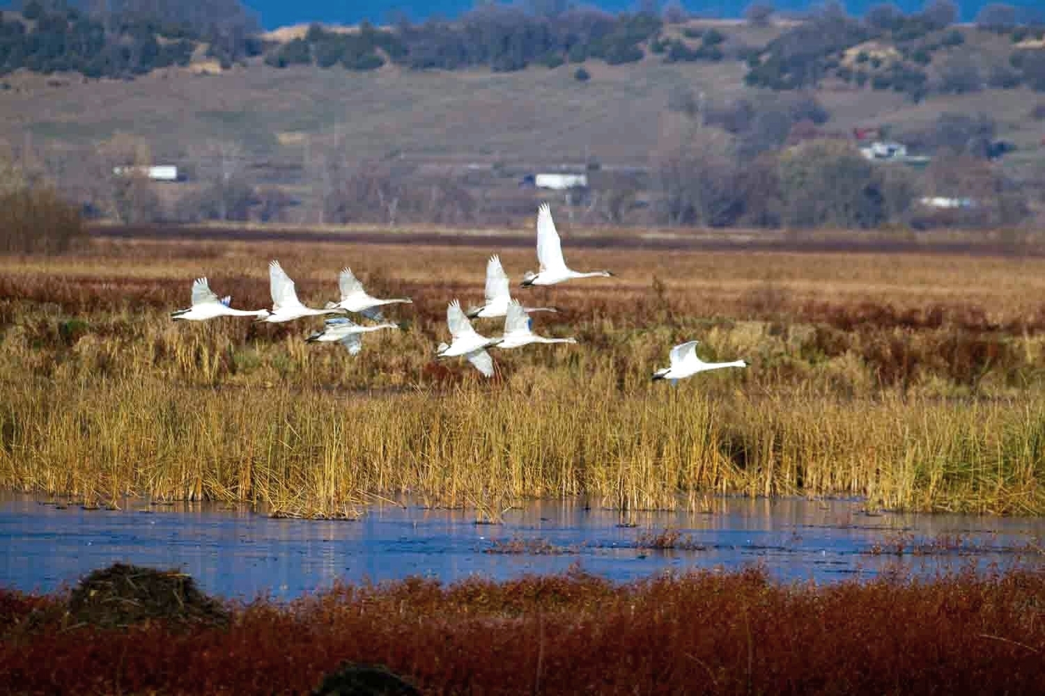 Trumpeter Swans flying over Loess Bluffs National Wildlife Refuge